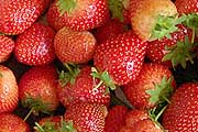 Erdbeeren